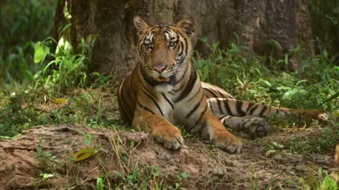 Major Arrest in Tiger Trafficking: Woman Captured in India