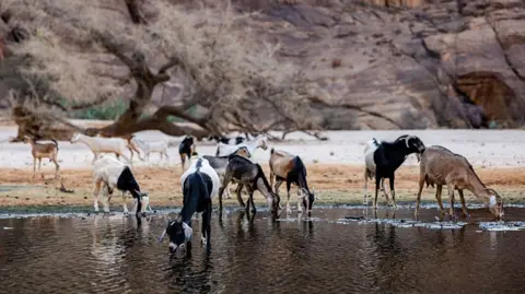 Chad Ends Partnership with Prince Harry's Conservation Charity