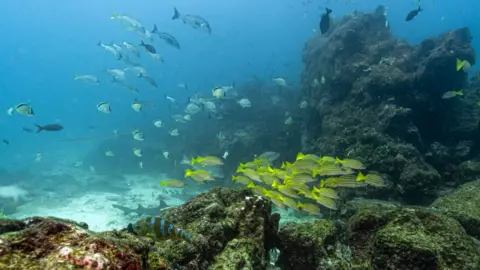 Historic High Seas Treaty Set to Transform Ocean Conservation