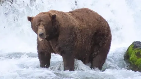 Chunk the Brave: How a Broken Jaw Didn't Stop Him from Winning Fat Bear Week 2025