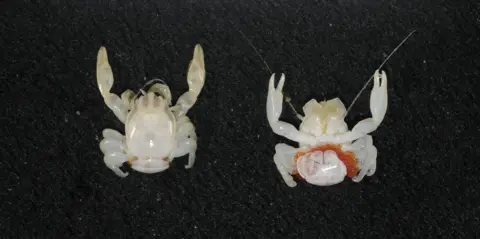 New Marine Wonders: Almond-Sized Crab and Glowing Lantern Shark Discovered in Australia