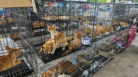 Hundreds of Cats Saved as Vietnam Police Bust Nationwide Theft Ring