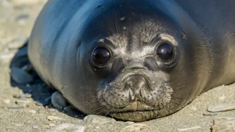 Bird Flu Claims 75% of Southern Elephant Seal Pups on Remote Australian Island