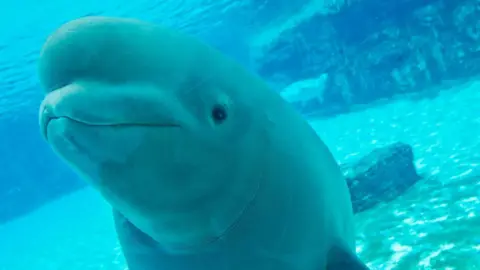 Canadian Marine Park Faces Controversy Over Euthanizing Beluga Whales
