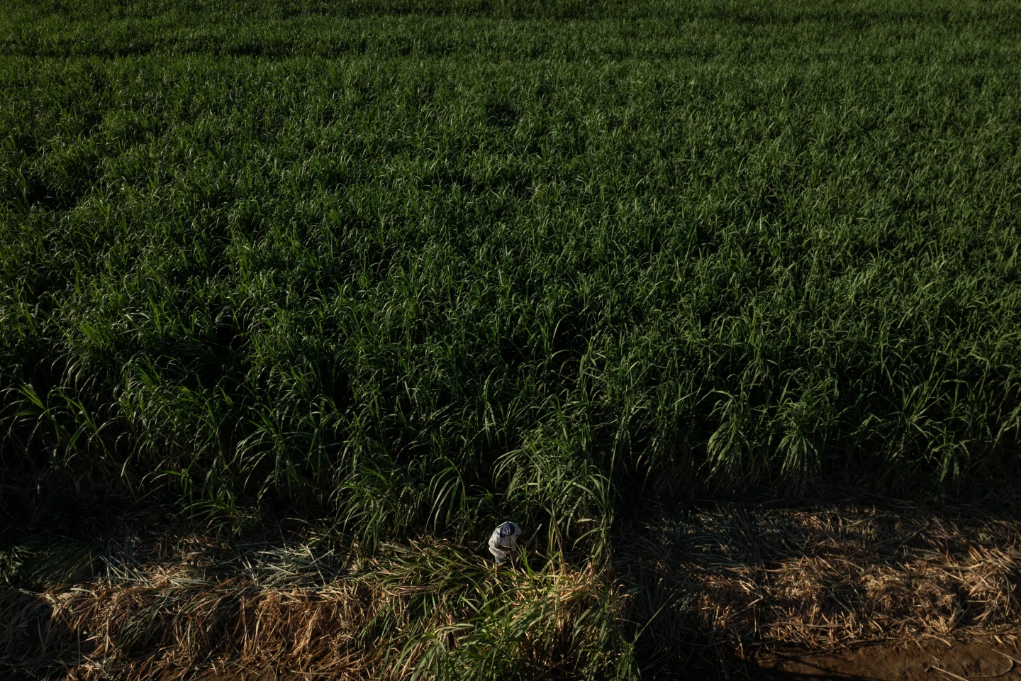 Mapping Extreme Heat to Protect Farmworkers in California