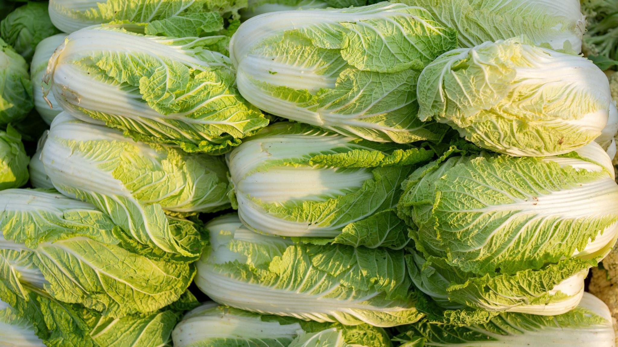 China Investigates Formaldehyde Use in Cabbage Supply Chain