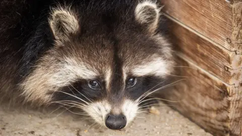 Raccoons on the Rise: America's Potential New Pet Trend