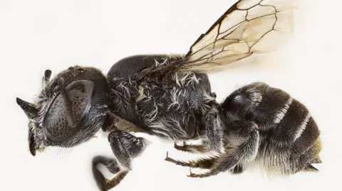 Meet the 'Lucifer' Bee: A New Species with Distinctive Horns Found in Australia