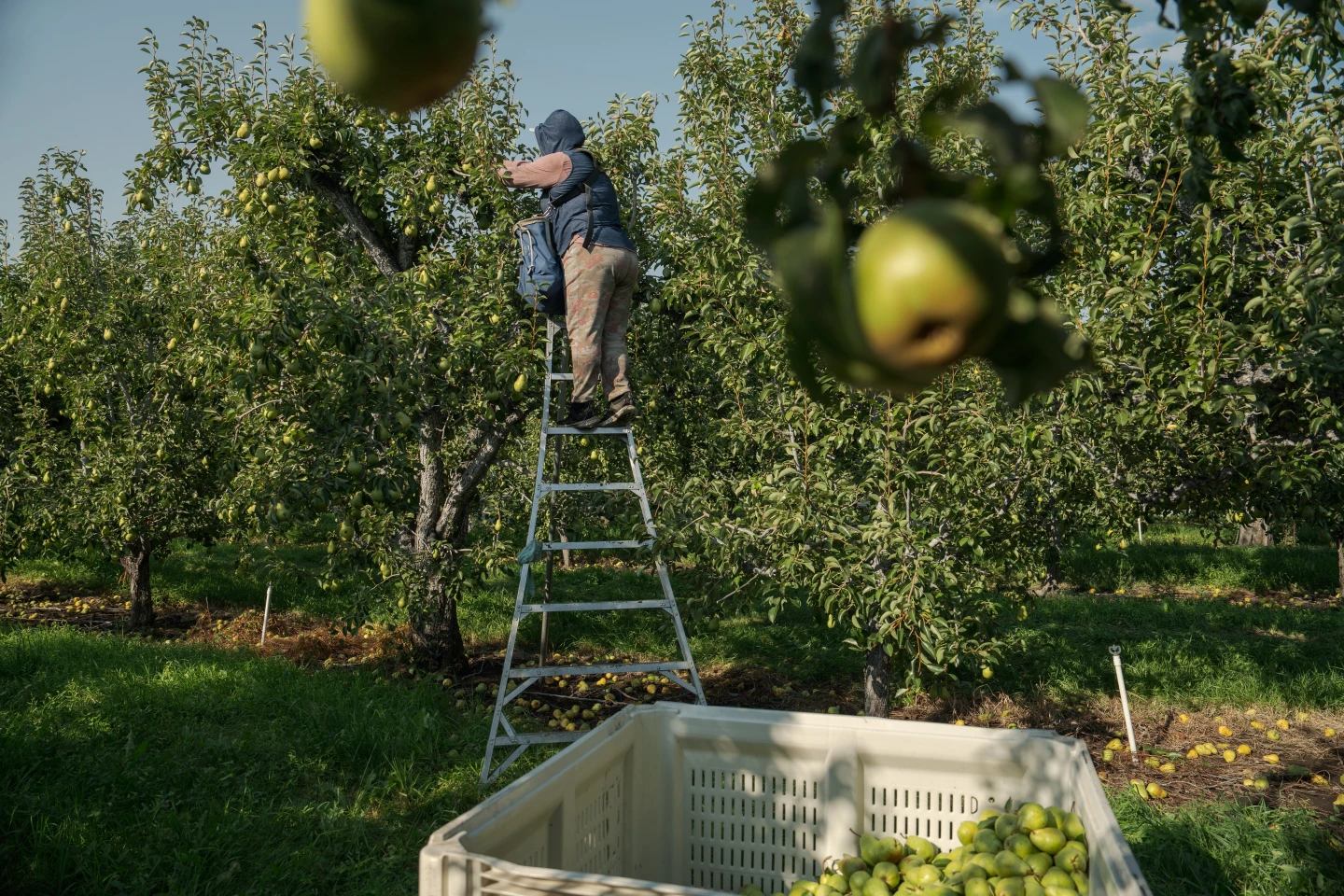 Pregnant Farmworkers Face Increased Heat Risks as Climate Change Intensifies
