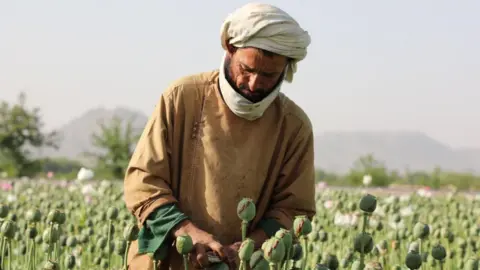 Significant Decline in Afghan Opium Production Following Taliban Ban, UN Reports