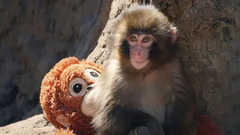 US Nationals Arrested for Monkey Enclosure Stunt in Japan