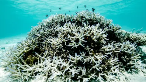 Hope for the Great Barrier Reef: Potential Partial Recovery Amidst Climate Crisis