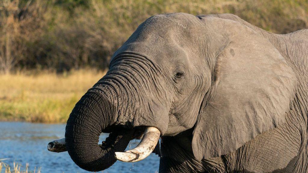 Botswana Slaughters 23 Elephants for Independence Feasts, Conservationists Protest