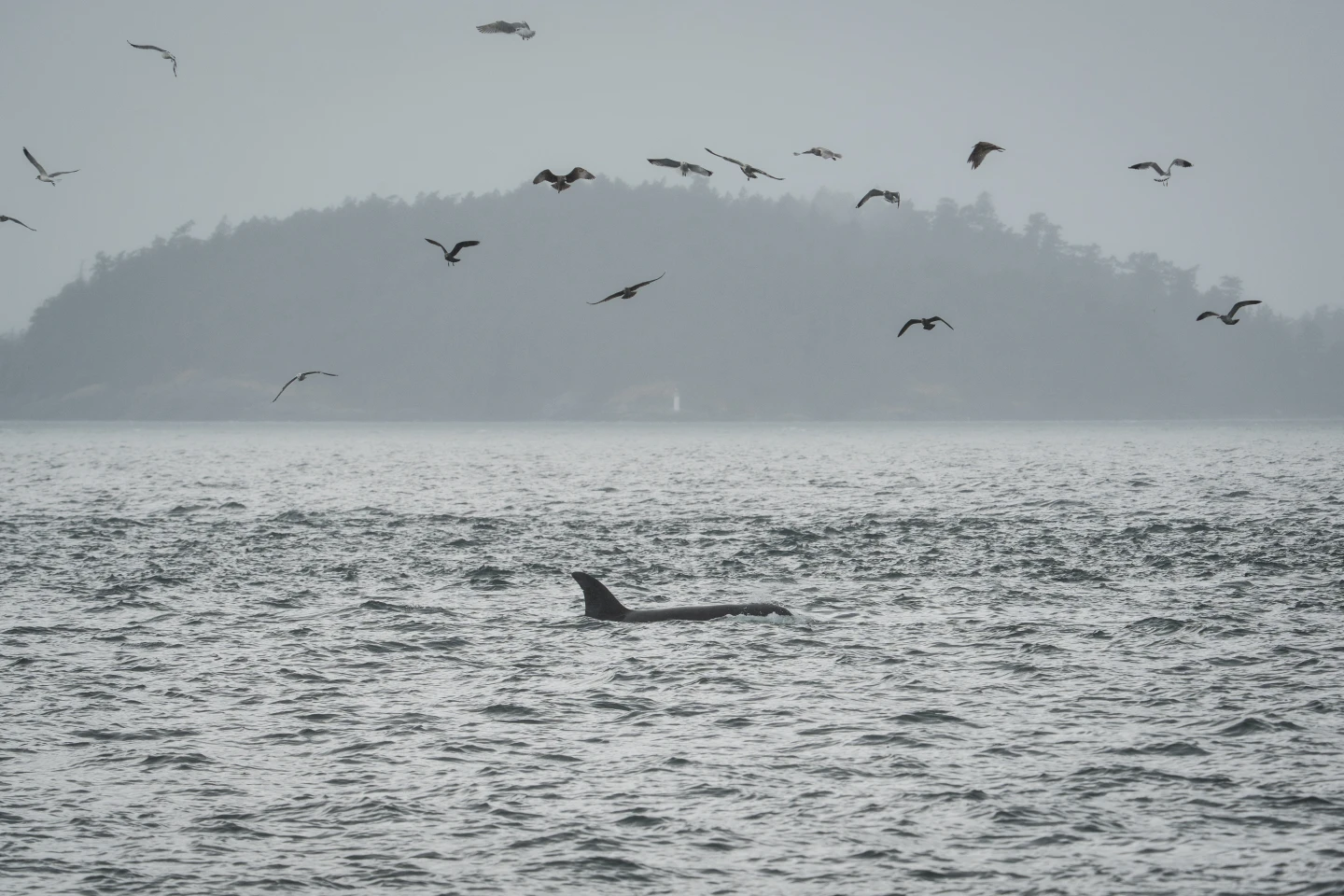 Harnessing Fiber-Optic Cables to Save Endangered Orcas