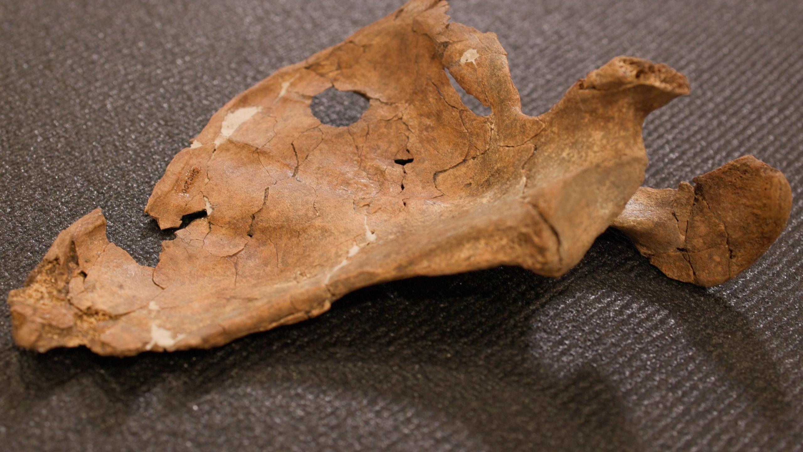 Close‑up of a Neanderthal shoulder blade with a round hole