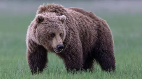 Grizzly Bear Attacks School Group in British Columbia, Leaving 11 Injured