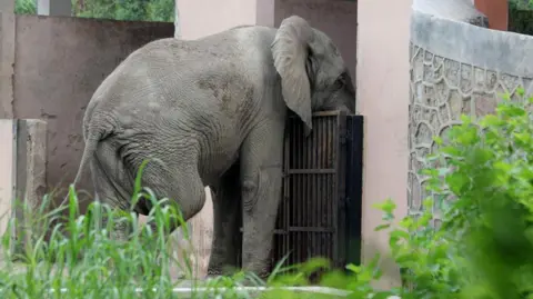 Tragic End for Shankar: Delhi Zoo's Last African Elephant Dies from Virus