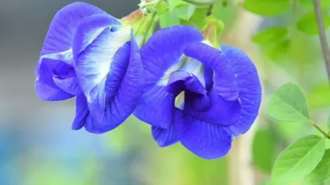 Transforming Lives: The Butterfly Pea Flower Revolution in India