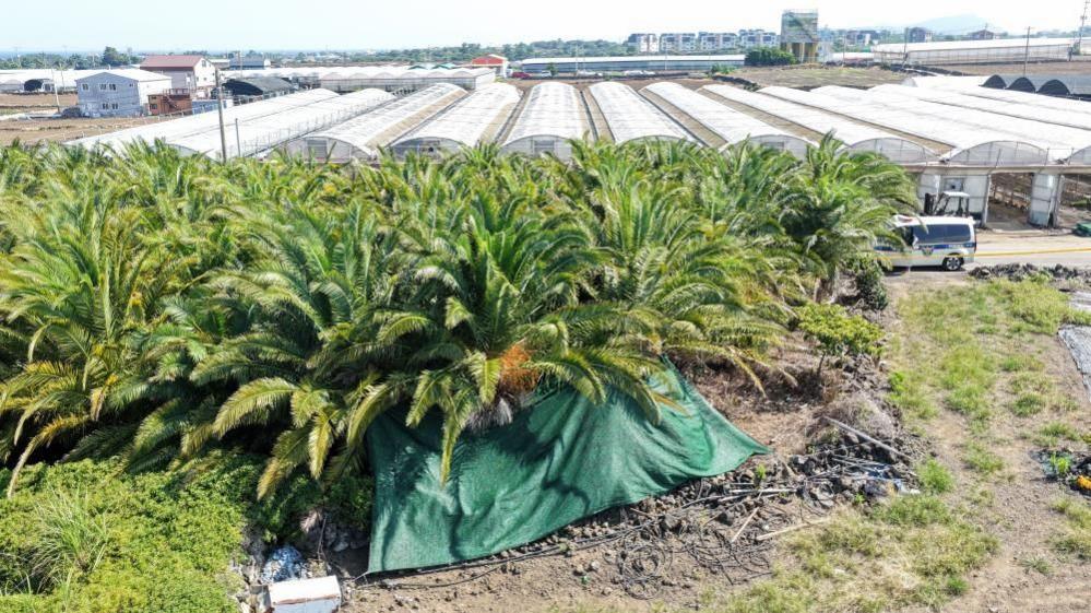Jeju Mystery: Missing Persons Mismanaged, Bodies Unearthed