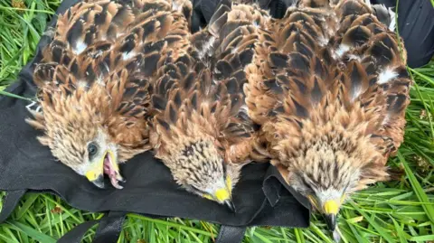 British Red Kites Take Flight in Spain: A Conservation Success Story