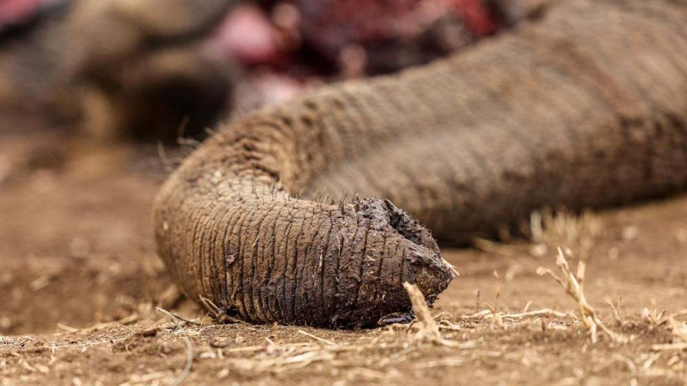 Elephant Dilemma: Four Detained Amid Poisoning Investigation in Kenya