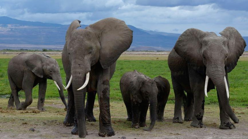 15 Elephants Die After Cyanide‑Laced Tomato Pesticide Hits Kenyan Farmlands