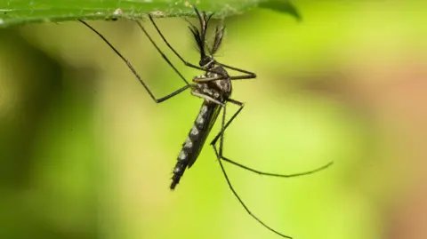 Iceland Sees First Mosquitoes After Record Heat