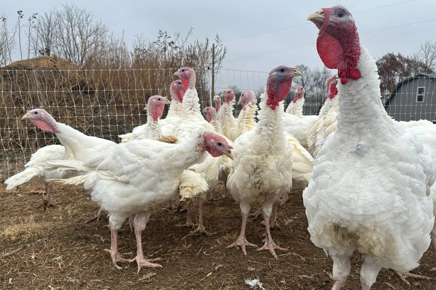 Small Farm Thrives Amid Turkey Shortage This Thanksgiving