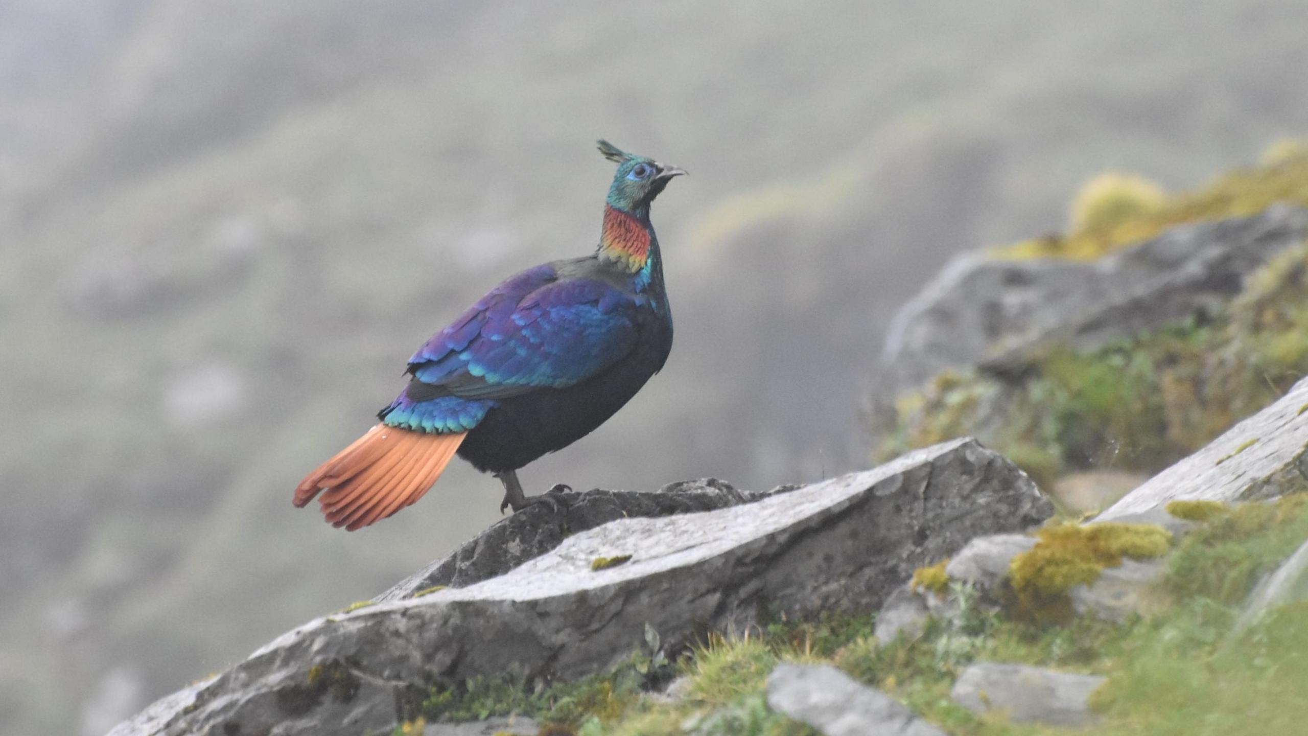 Rising Voices and Rising Altitudes: Himalayan Monal Birds Adapt to Human Noise