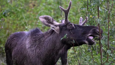 Emil the Elk's Journey Ends: Captured After a Summer of Adventure