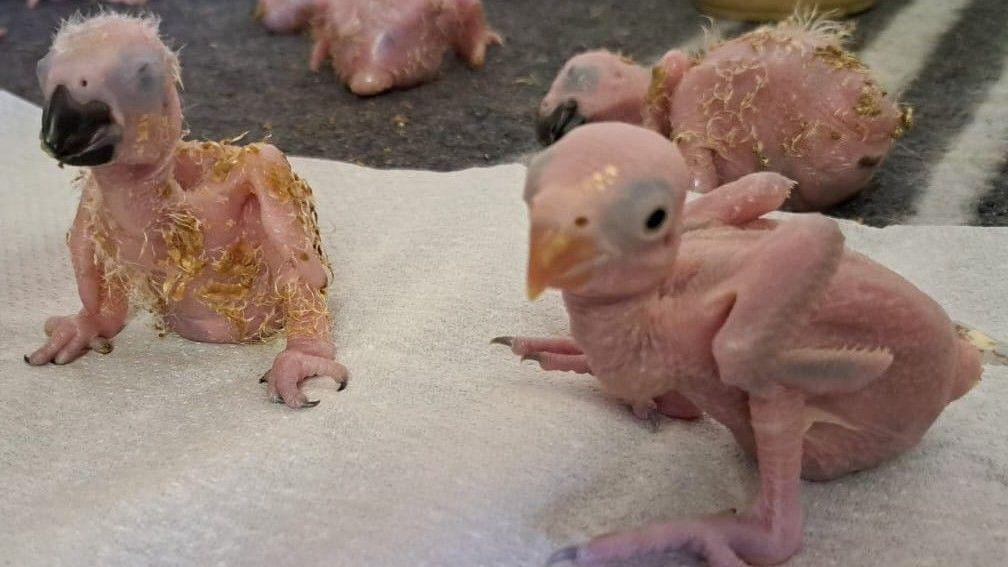 Parrot eggs hatch after Thai smuggler arrested at Johannesburg airport
