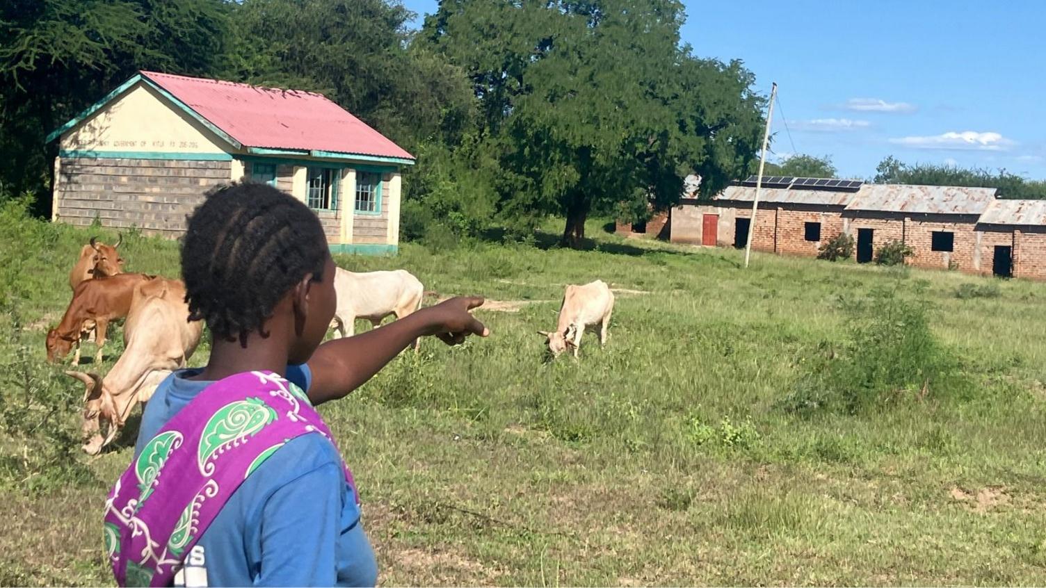 More cows than pupils: Kenya’s rural schools face closure as enrolment plummets