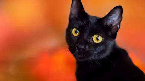 Terrassa Bans Black Cat Adoptions to Curb Halloween Rituals