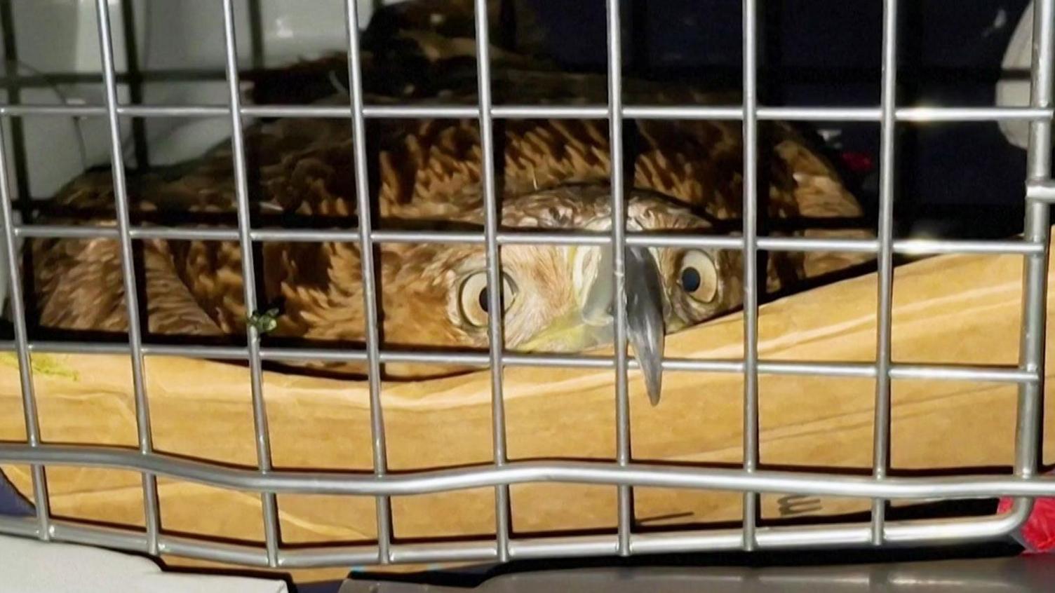 Kidnapped Serbian Eagle Feliks Returns to Freedom After Trafficker Rescue