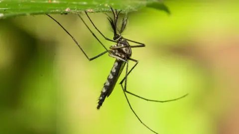 Unprecedented Mosquito Arrival in Iceland: A Consequence of Climate Change
