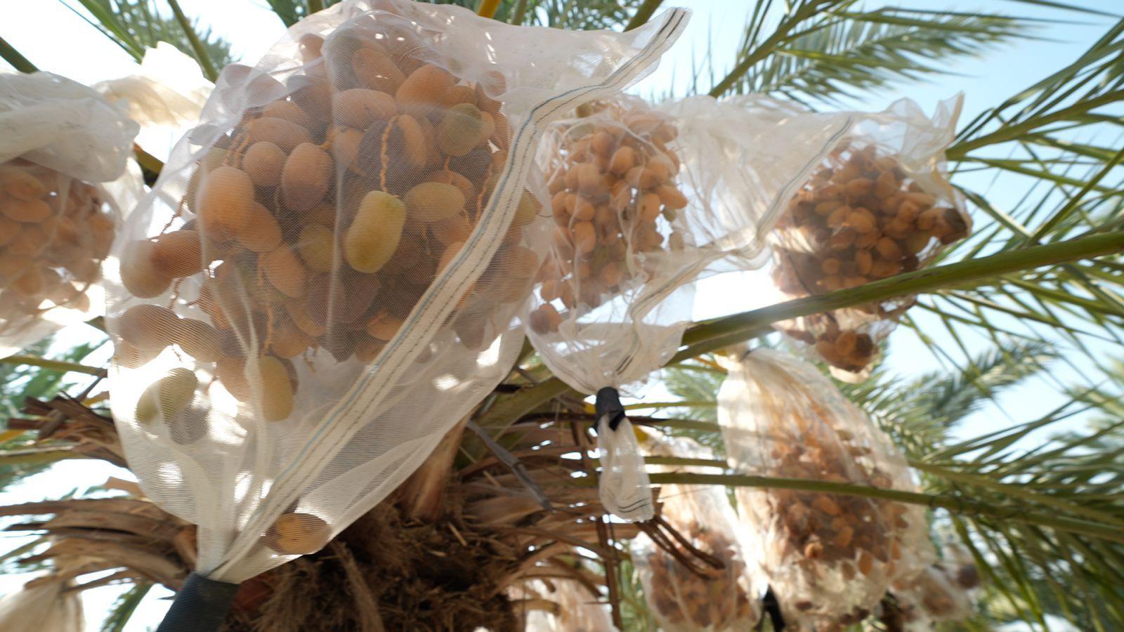 Dates and Sanctions: How UK Trade‑Ban Could Shape the Jordan Valley