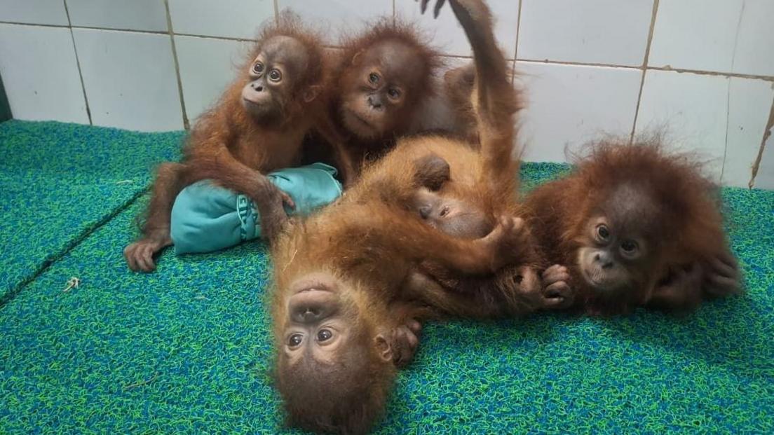 Baby Orangutans Discovered Far From Home: Odisha Sparks Trafficking Investigation