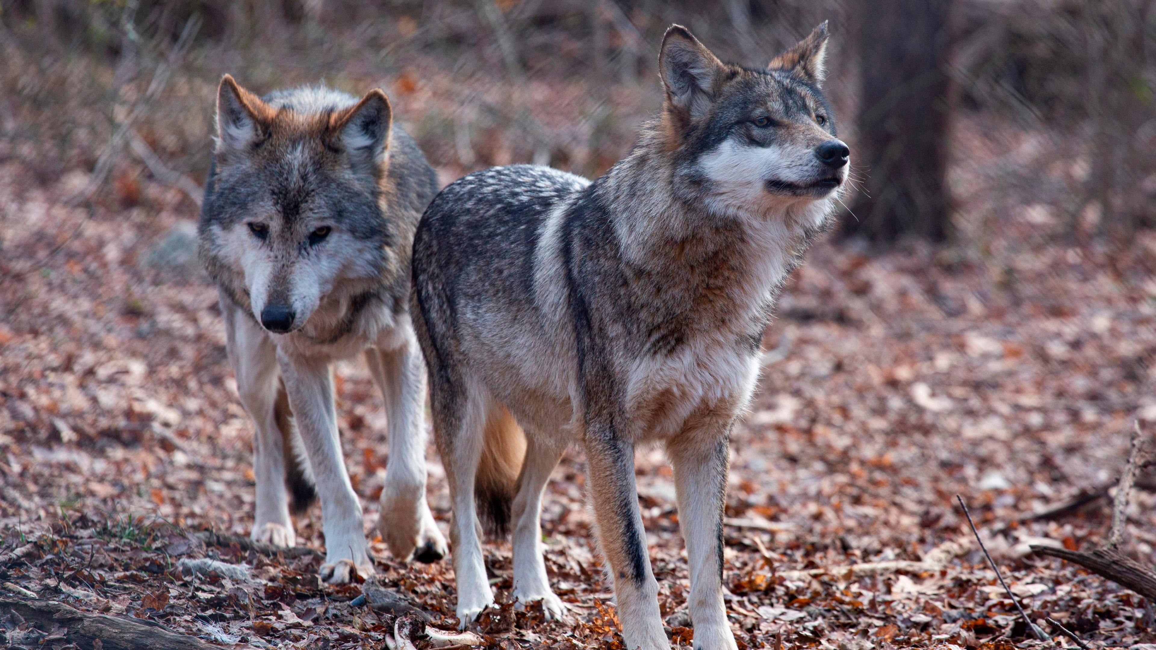 Trump Order Signals Potential Endangered Wolf De‑Listing