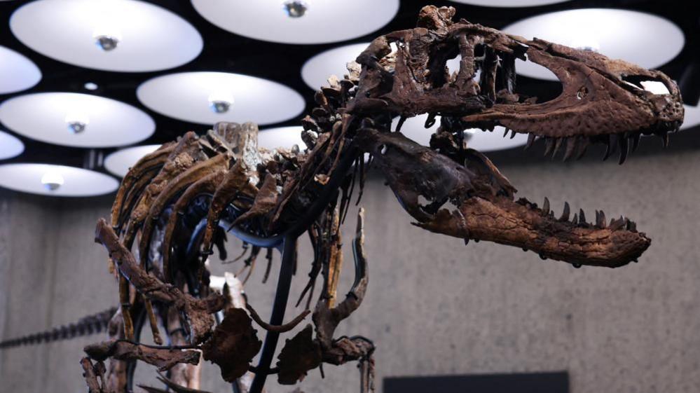 Rare Dinosaur Skeleton ‘Jodi’ Heads to New York Auction, Sparking Debate