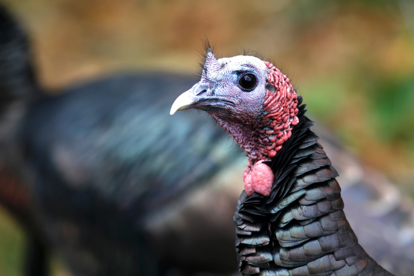The Creative Trade System Behind Wild Turkey Restoration
