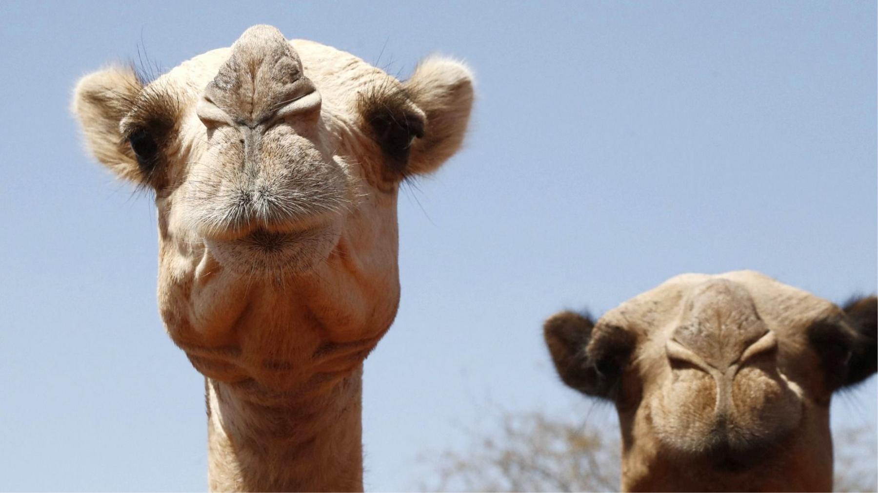 Heat‑severed Deserts: Camels Under Threat from Rising Temperatures