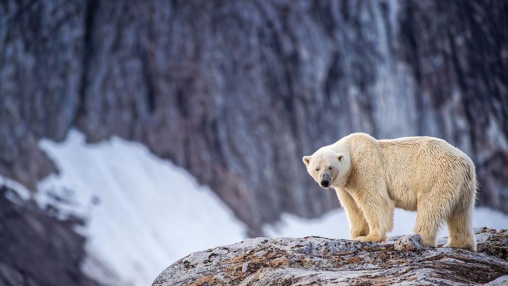 Person Fined for Waking Sleeping Polar Bear with Foghorn