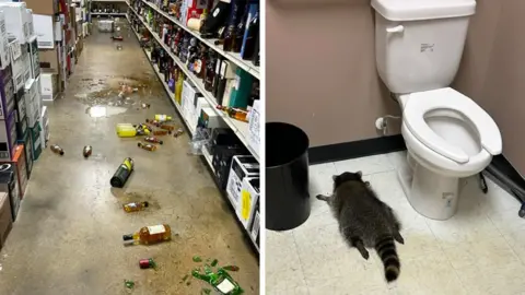 Intoxicated Raccoon Causes Chaos at Virginia Liquor Store