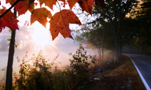 Autumn Colors Dimmed by Drought: A Quiet Leaf-Peeping Season