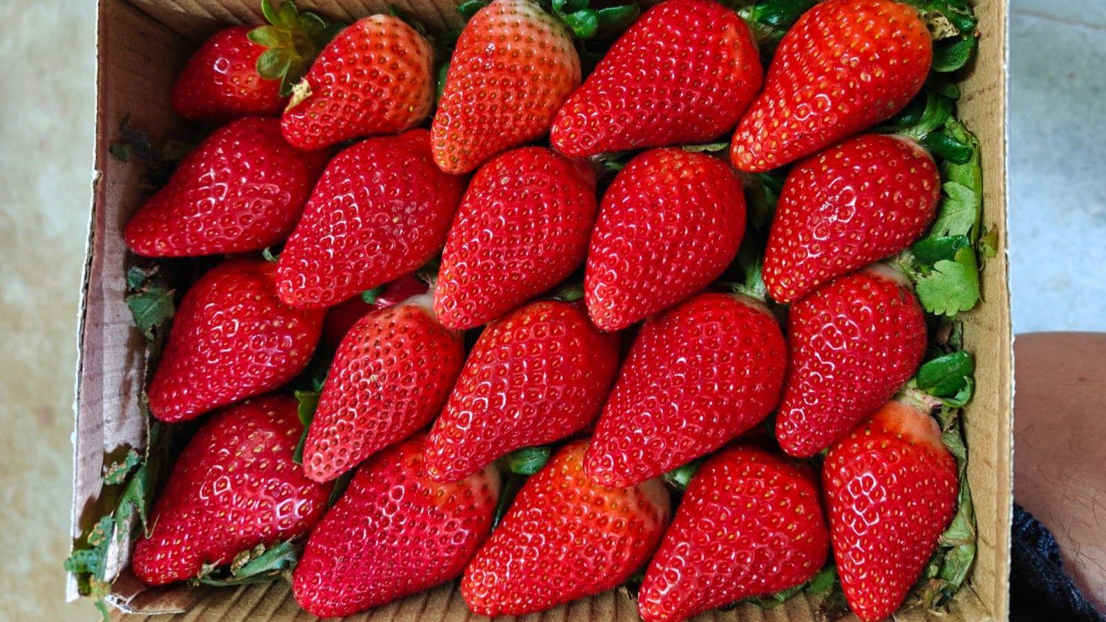 India Aims to Become a Global Player in Strawberry Production
